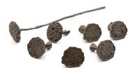 A Set of Seven French Bronze Models of Lotus Pods — Moulie, Paris, 20TH CENTURY