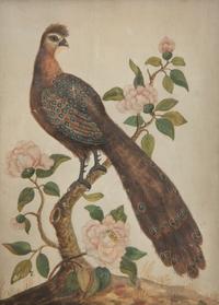 A Watercolor and Gouache Bird Illustration in the Manner of Samuel Dixon
