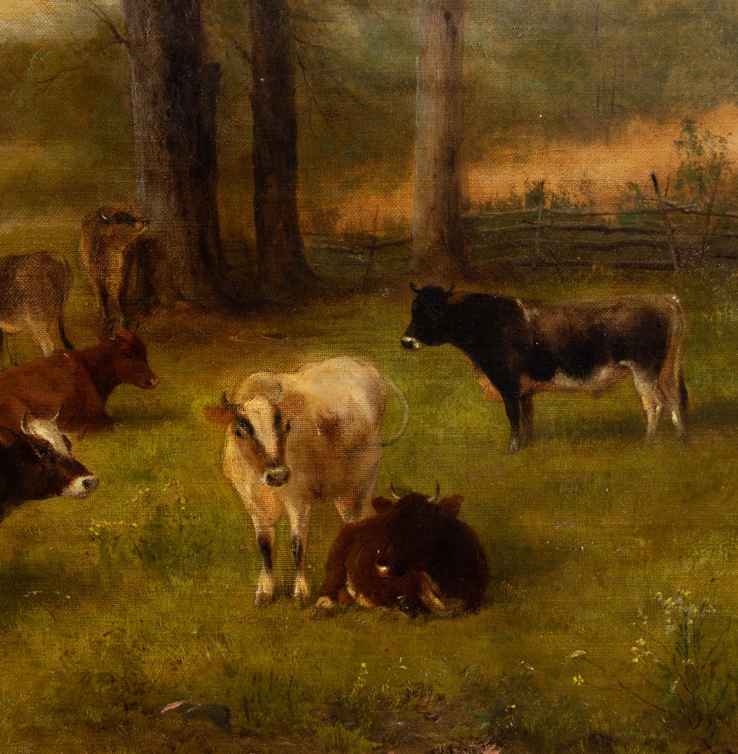 Cows Grazing