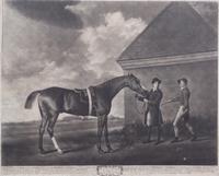 George STUBBS, after - Thomas BURKE, engraver Image 18 1/4 x 22 inches. — Eclipse - Property of Denes O'Kelly Esq.