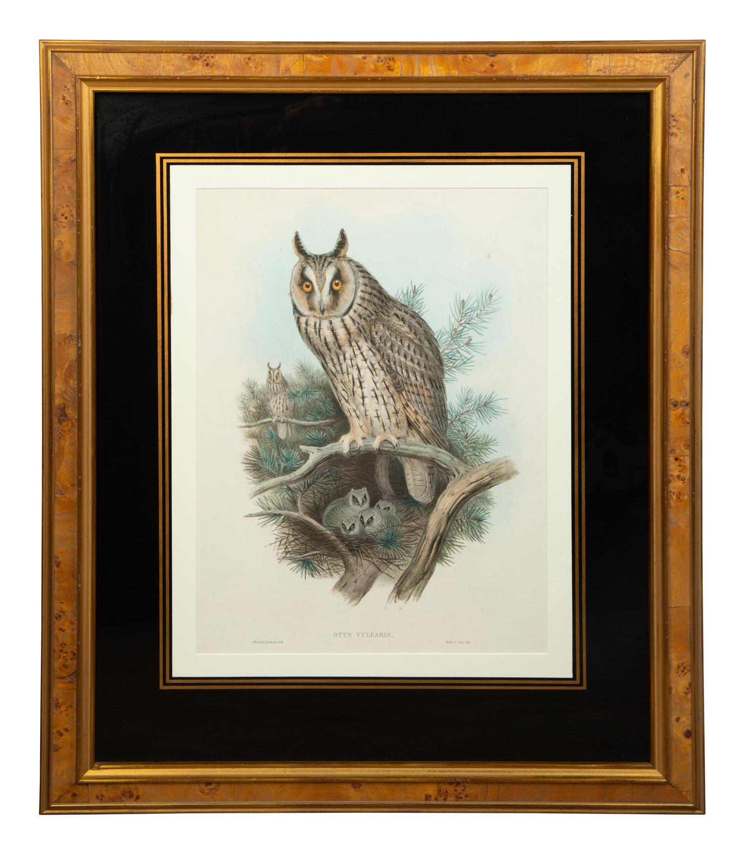 Nine Ornithological Color Lithographs from John Goulds Birds of Great Britain — 19TH CENTURY