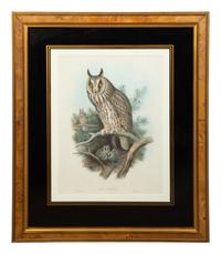 Nine Ornithological Color Lithographs from John Goulds Birds of Great Britain — 19TH CENTURY