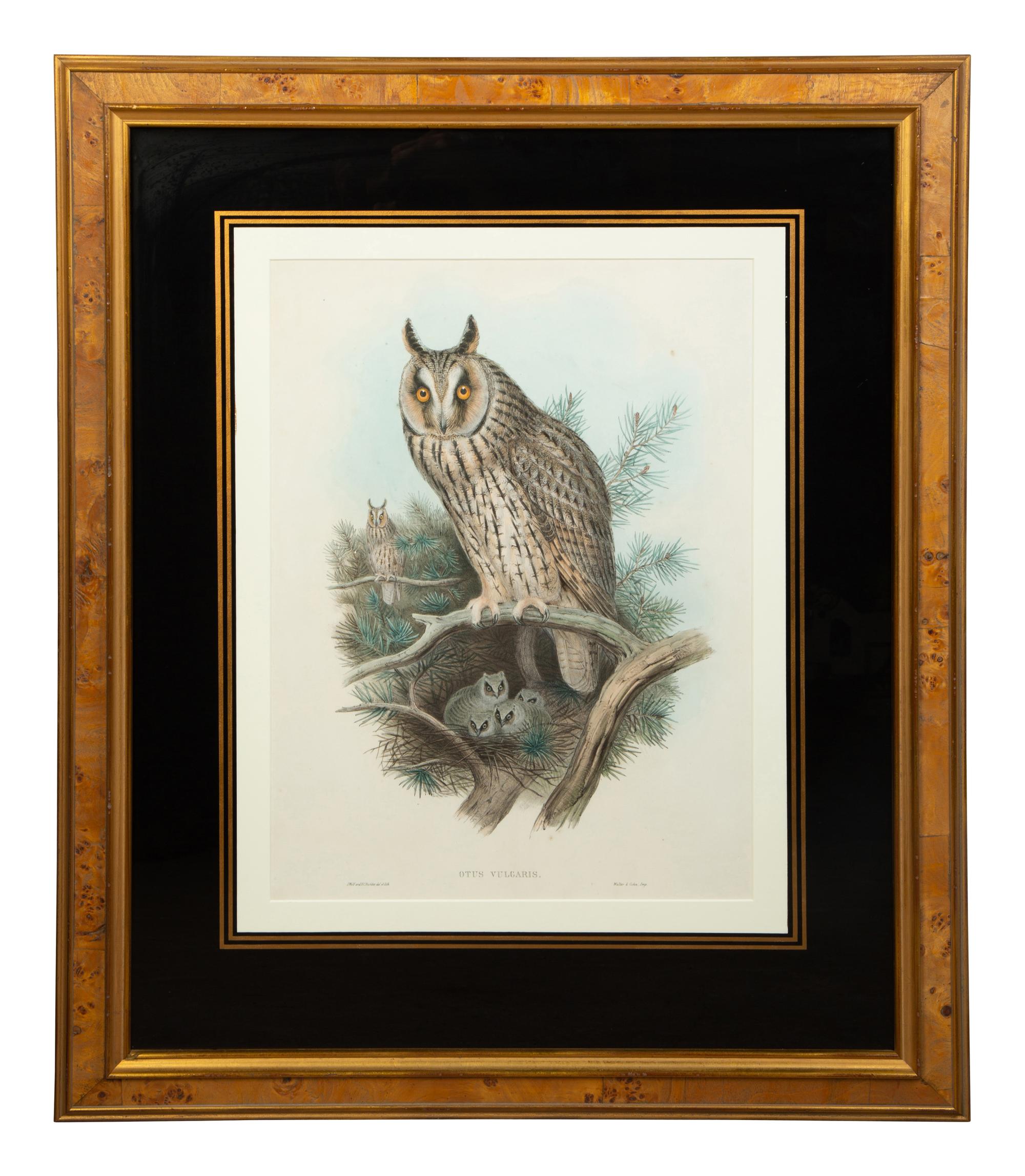 Nine Ornithological Color Lithographs from John Goulds Birds of Great Britain — 19TH CENTURY