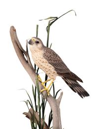 Bird on Branch