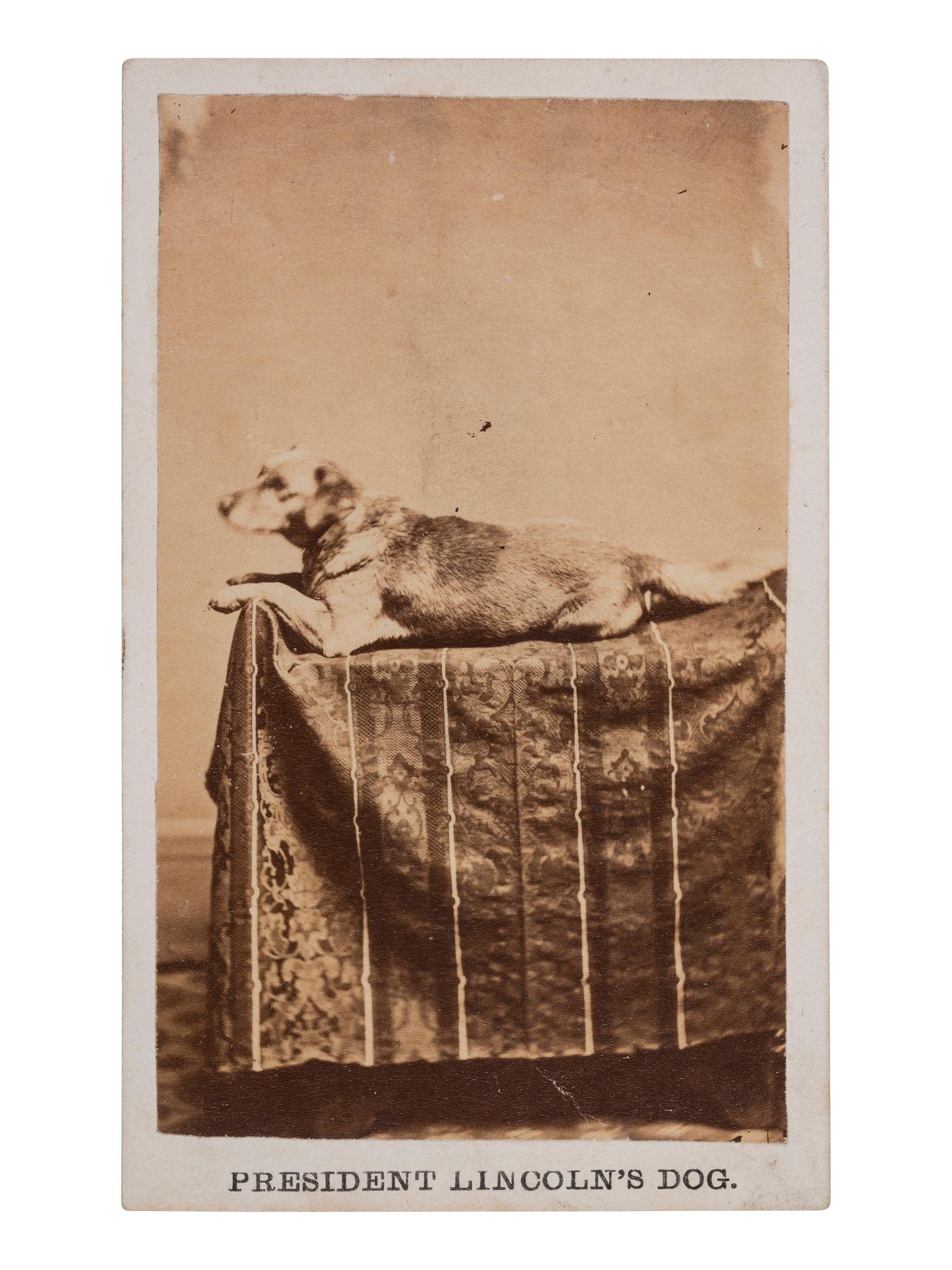 [LINCOLNIANA]. CDV of Abraham Lincoln's dog, Fido. Springfield, IL: F.W. Ingmire, ca 1861.