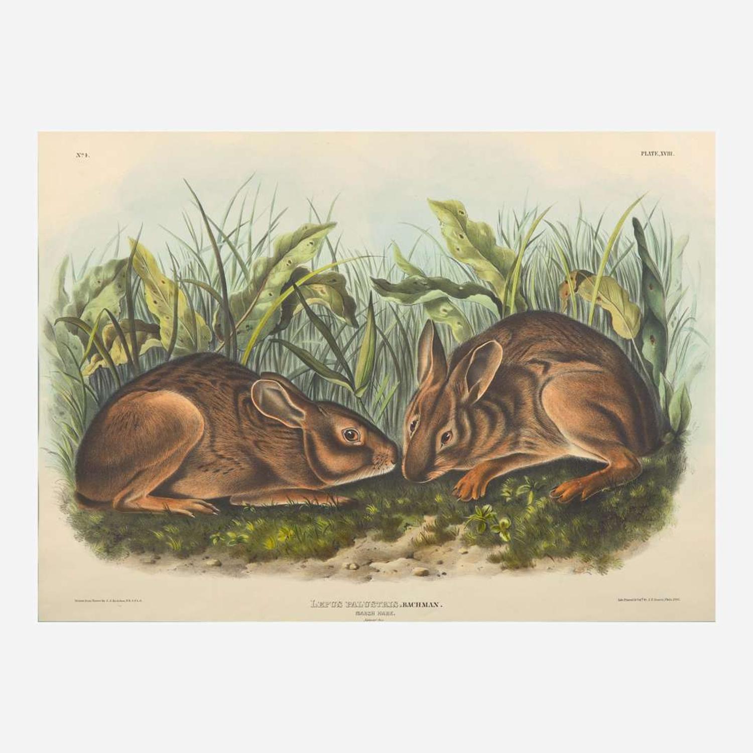 [Prints] Audubon, J(ohn). J(ames). Marsh Hare