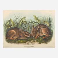 [Prints] Audubon, J(ohn). J(ames). Marsh Hare