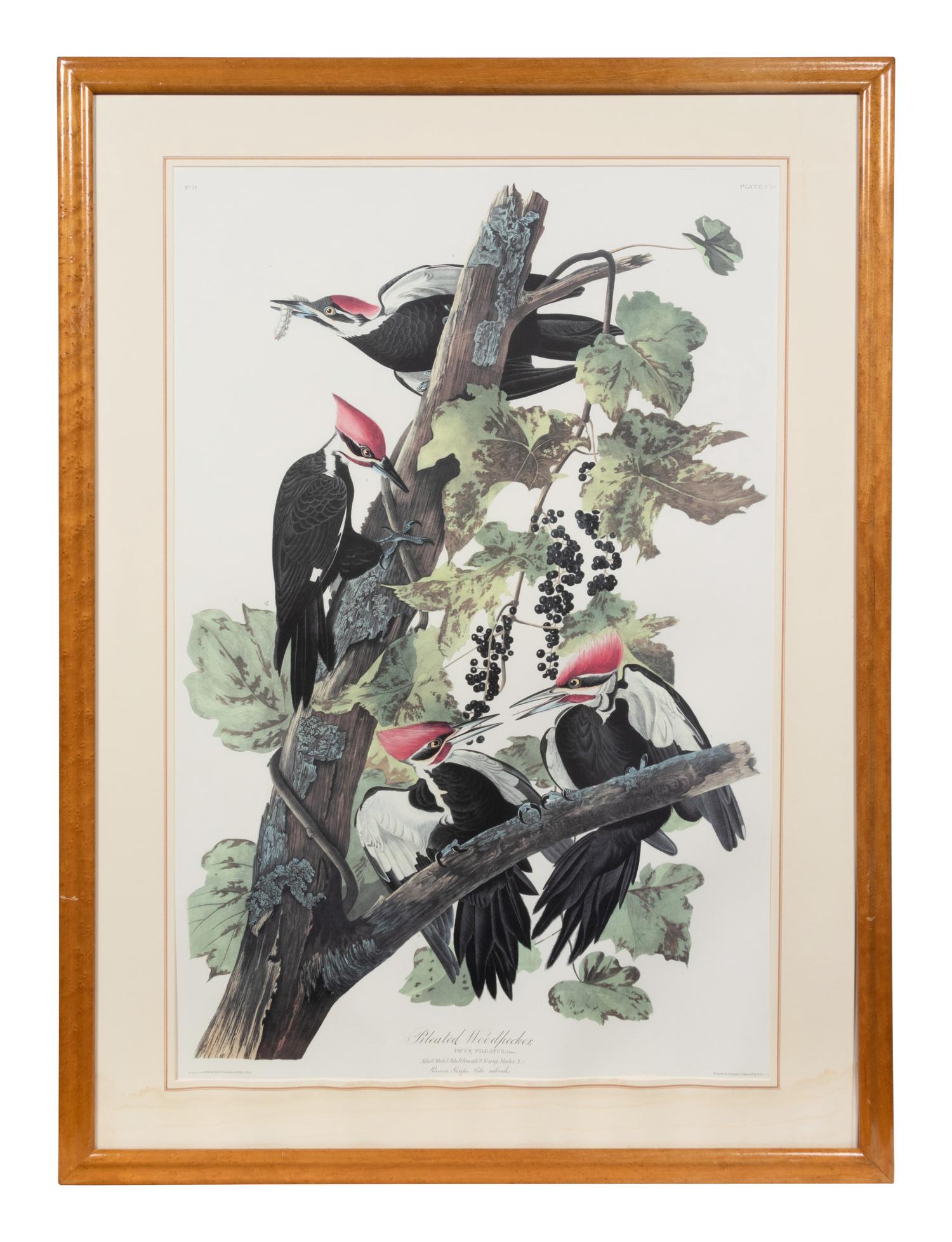 After John James Audubon (American, 1785-1851)