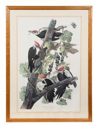 After John James Audubon (American, 1785-1851)