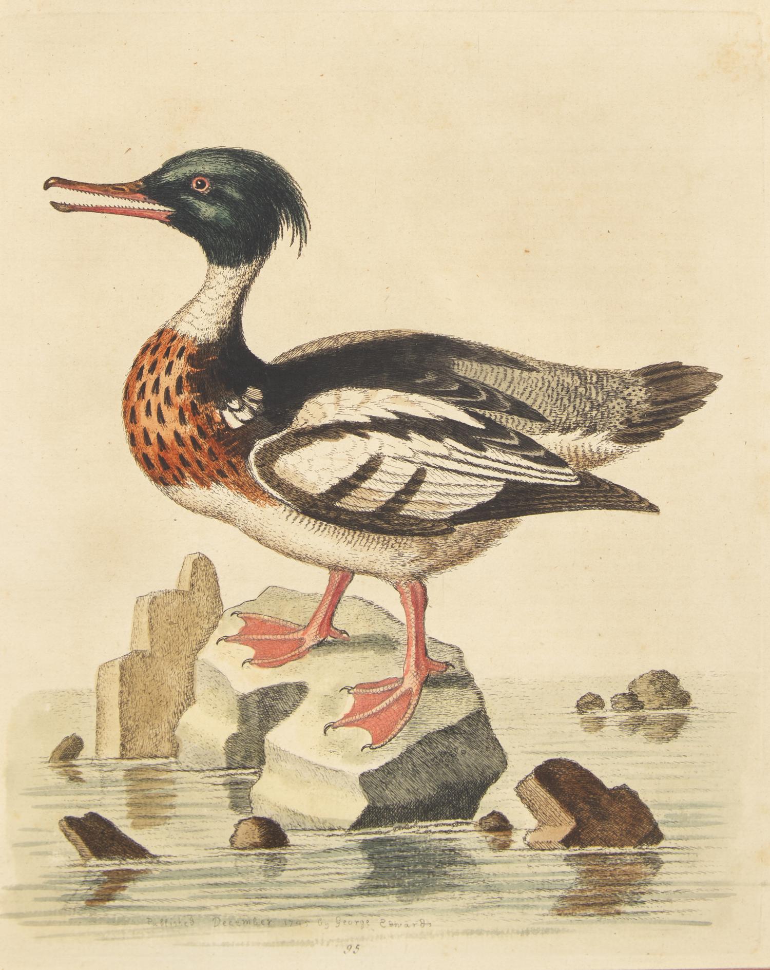George Edwards (English, 1694-1773), A Set of Twelve Framed Hand-Colored Engravings Depicting Various Birds