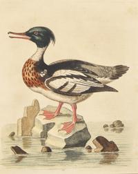 George Edwards (English, 1694-1773), A Set of Twelve Framed Hand-Colored Engravings Depicting Various Birds
