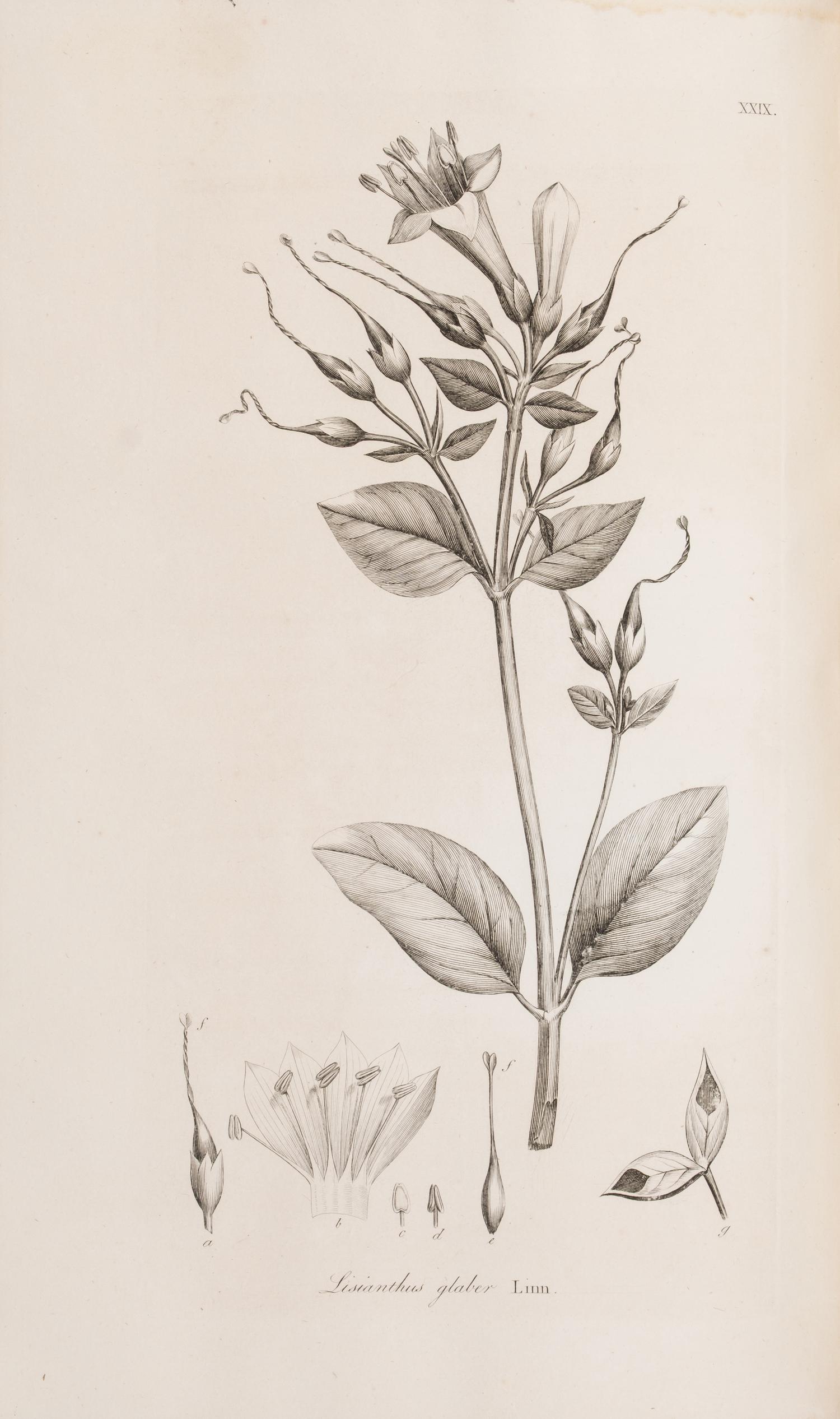 [Natural History] Smith, Sir James Edward. Plantarum Icones Hactenus Ineditae