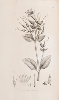 [Natural History] Smith, Sir James Edward. Plantarum Icones Hactenus Ineditae