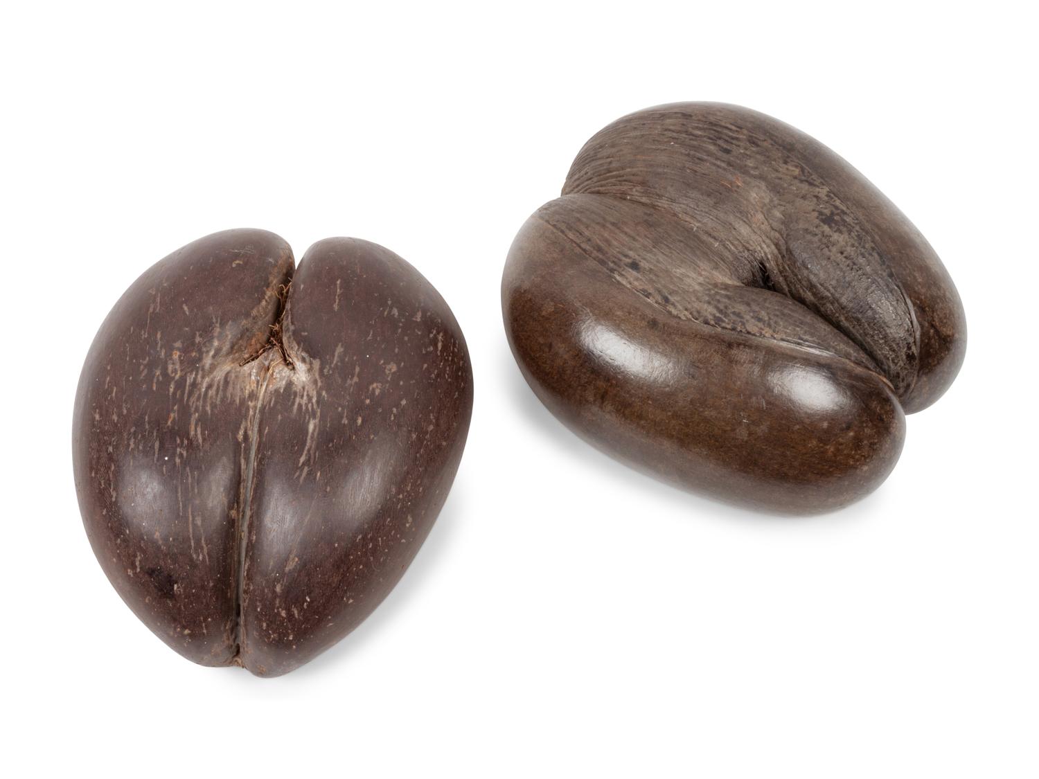 A Pair of Coco de Mer Nuts