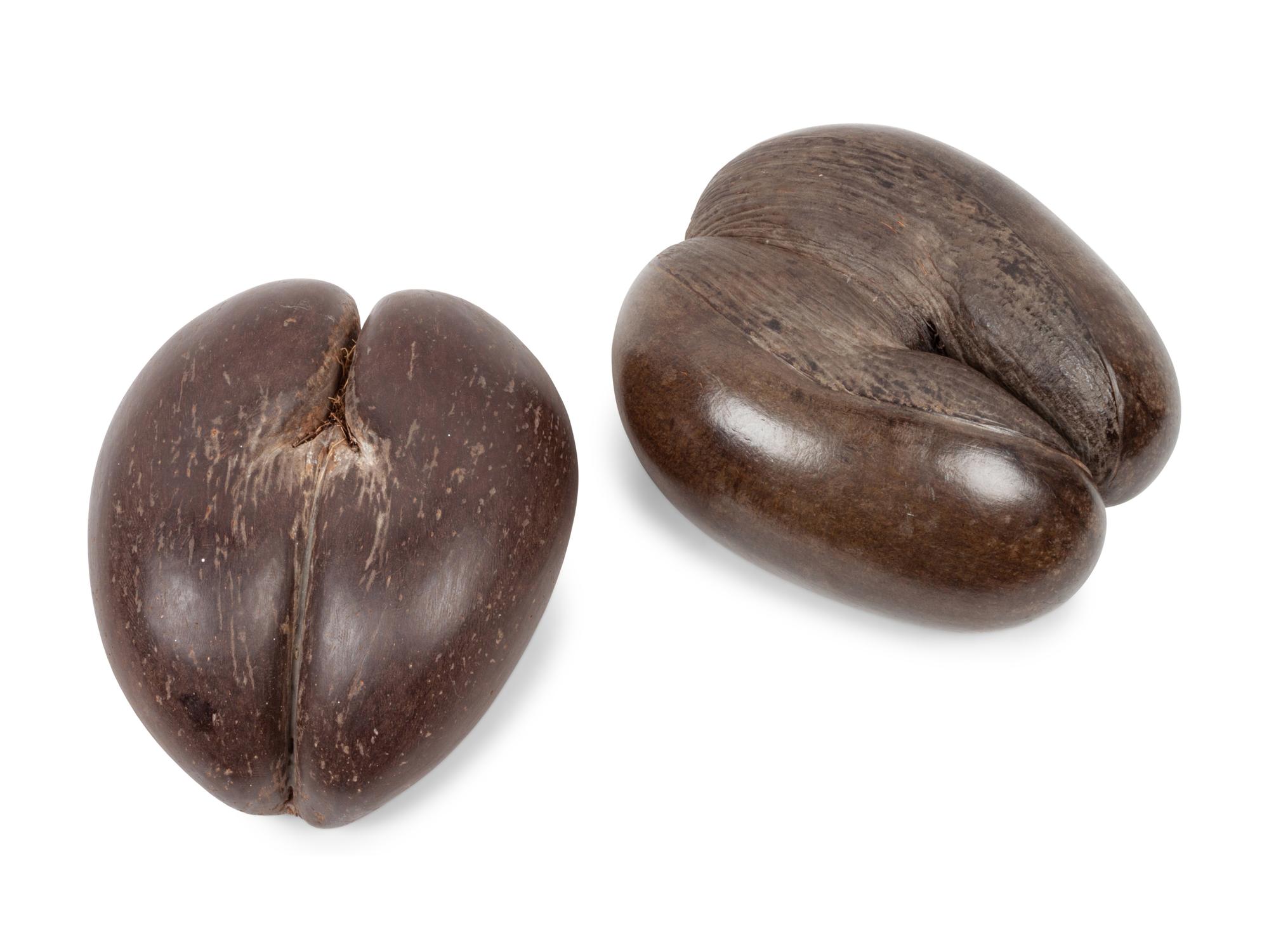 A Pair of Coco de Mer Nuts