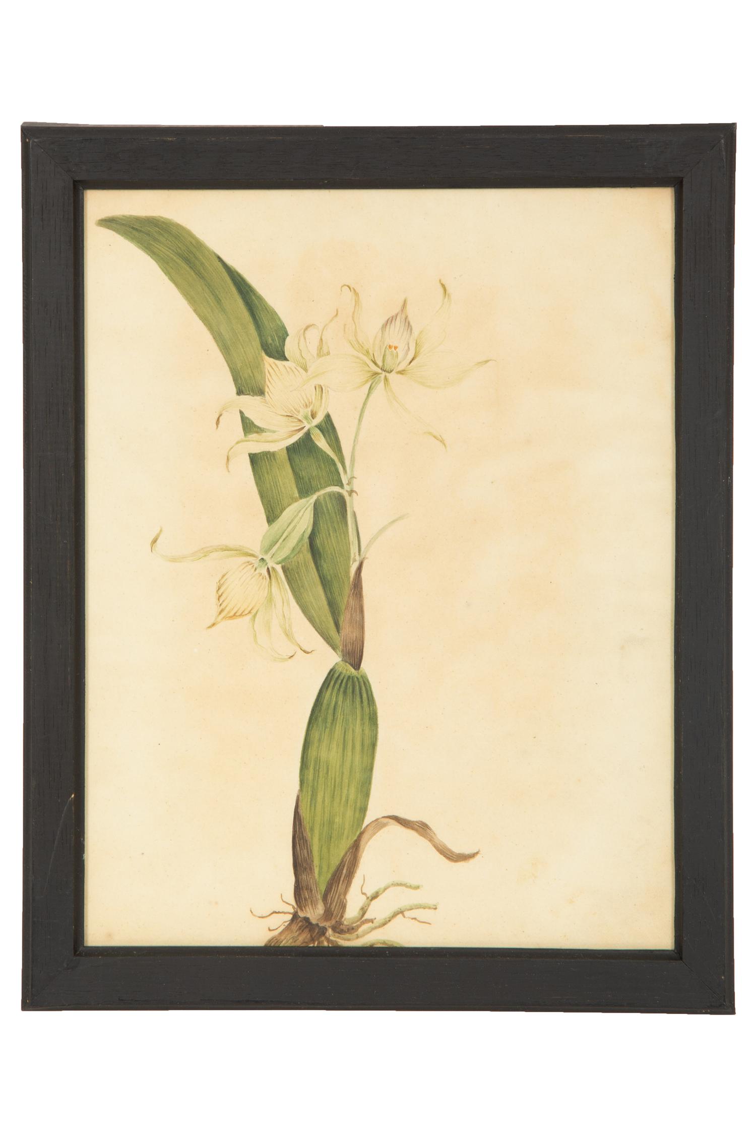A Set of Eighteen Framed English Botanical Watercolor Illustrations