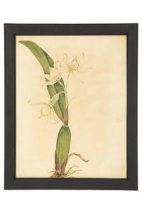 A Set of Eighteen Framed English Botanical Watercolor Illustrations