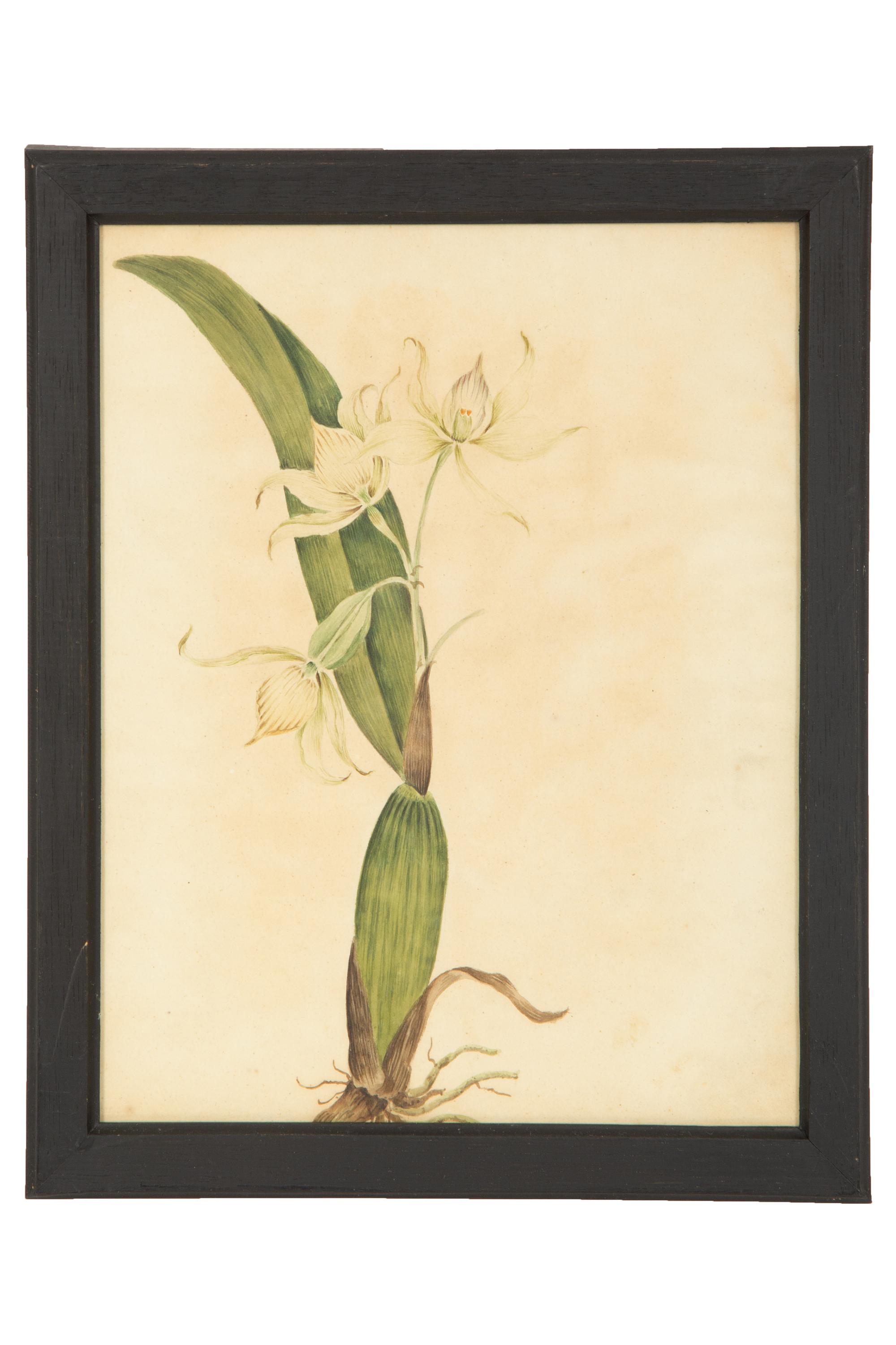 A Set of Eighteen Framed English Botanical Watercolor Illustrations