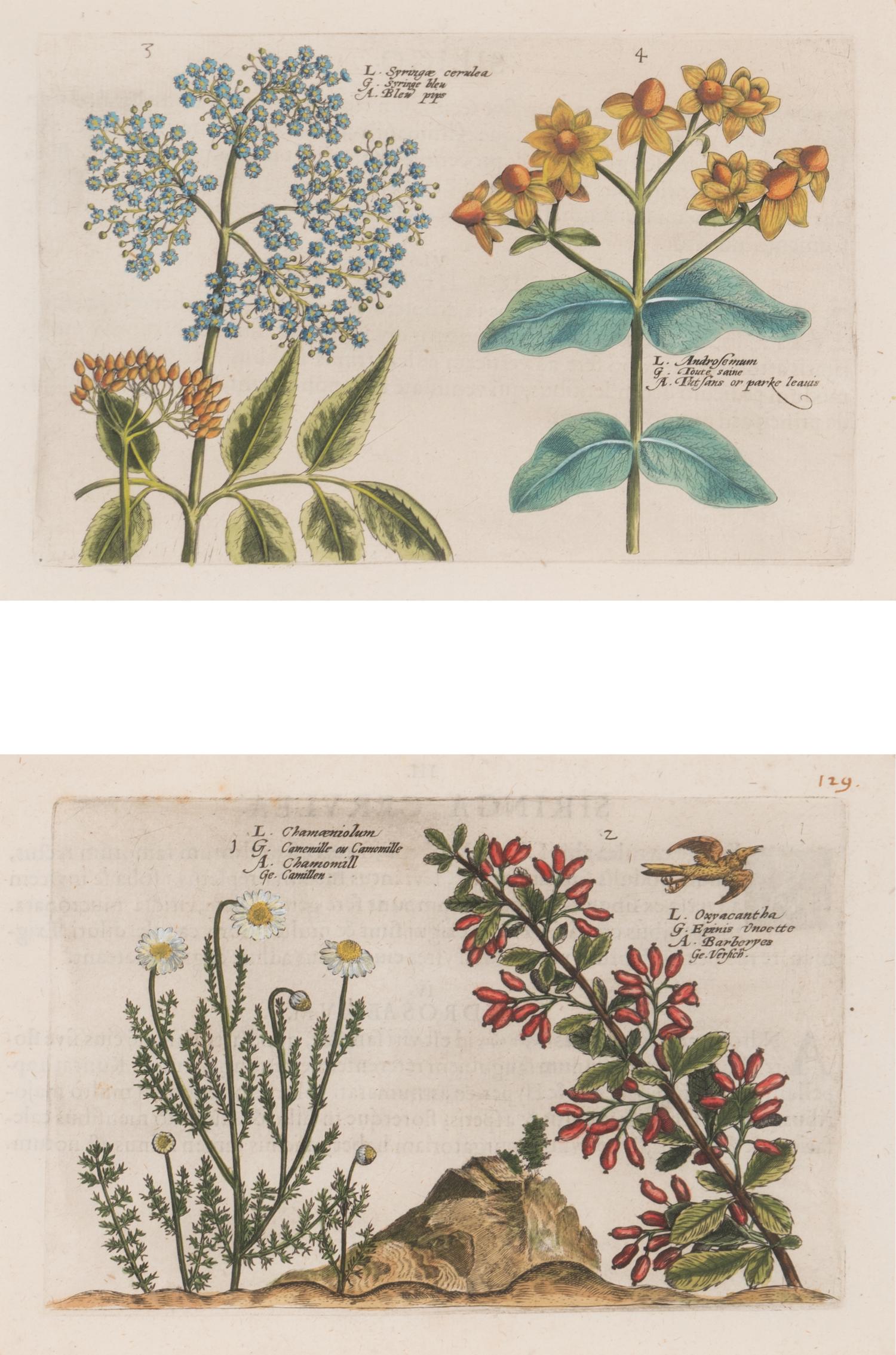 A Set of Six Framed Colored Botanical Engravings