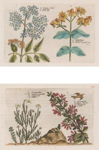 A Set of Six Framed Colored Botanical Engravings