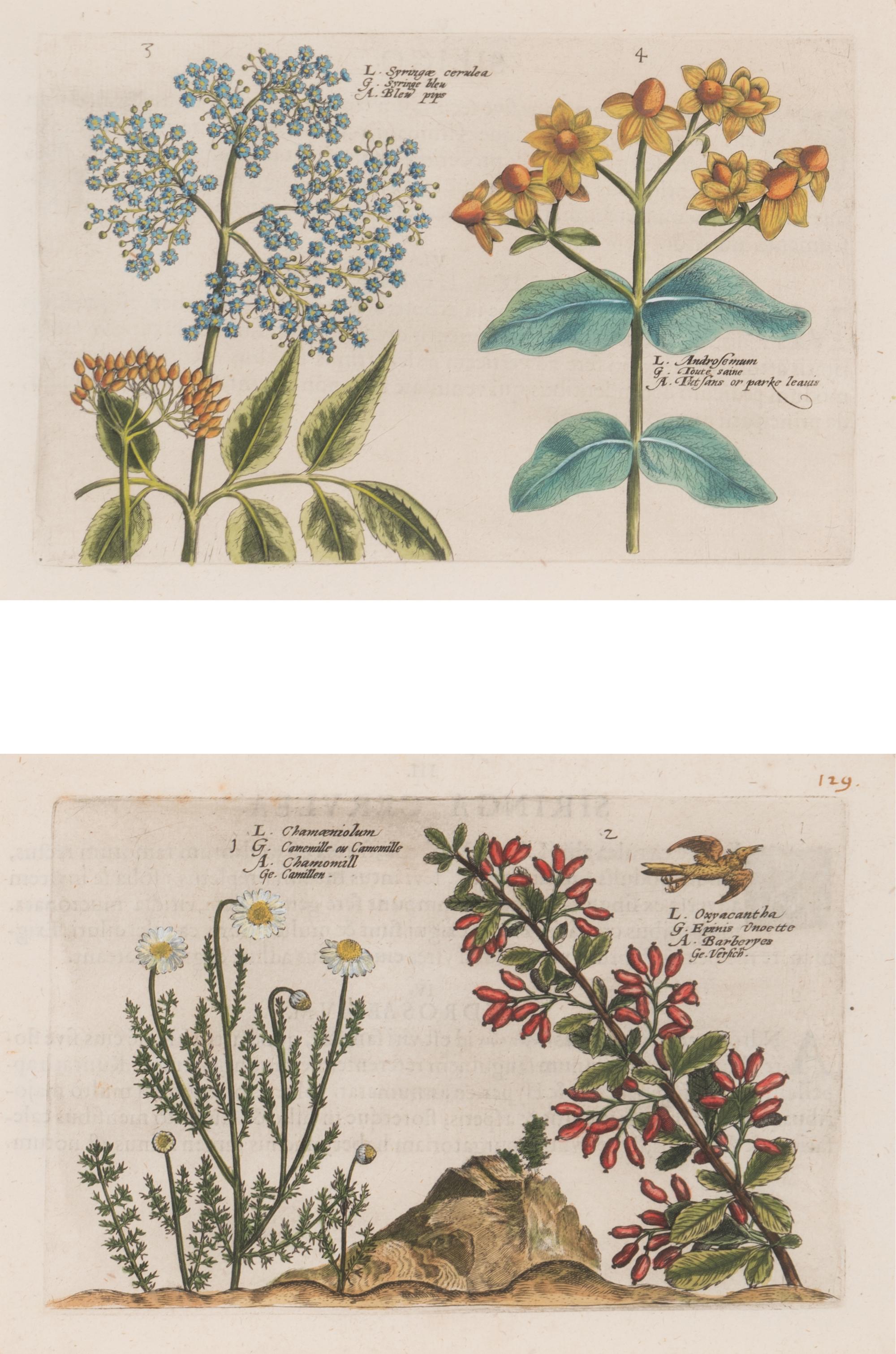 A Set of Six Framed Colored Botanical Engravings