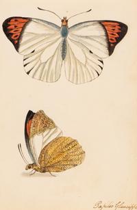 A Collection of Nine Framed Watercolors of Butterflies