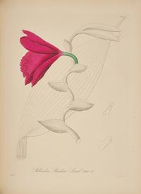 [Natural History] Reichenbach, Heinrich Gustav. Xenia Orchidacea. Beitrage zur Kenntniss der Orchideen