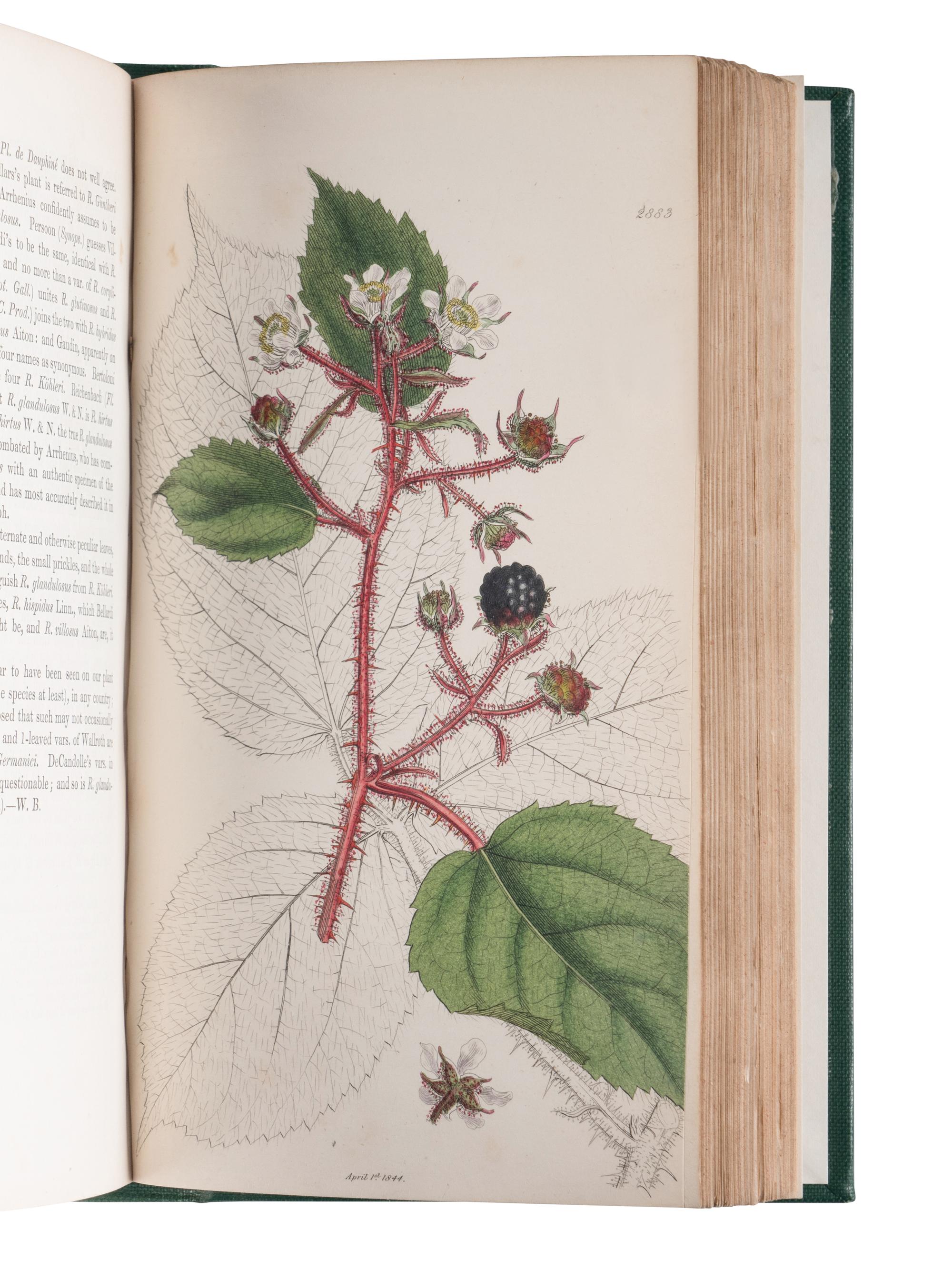 [NATURAL HISTORY]. SOWERBY, James (1757-1822). English Botany; or, Coloured Figures of British Plants ... London, 1790-1814; 1831-1849.