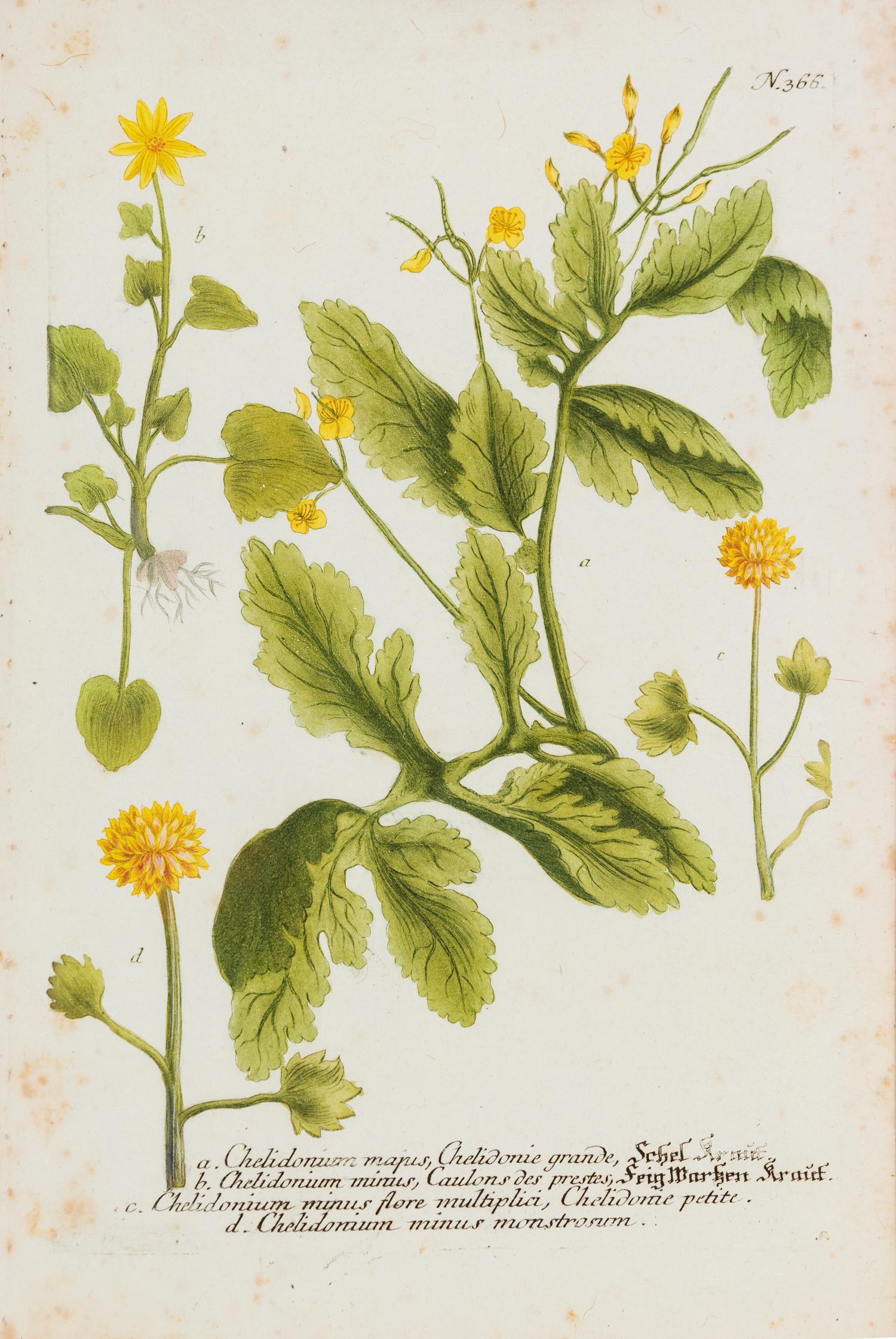A Group of Six Hand-Colored Botanical Engravings from Johann Weinmann's Phytanthoza Iconographia — CIRCA 1740