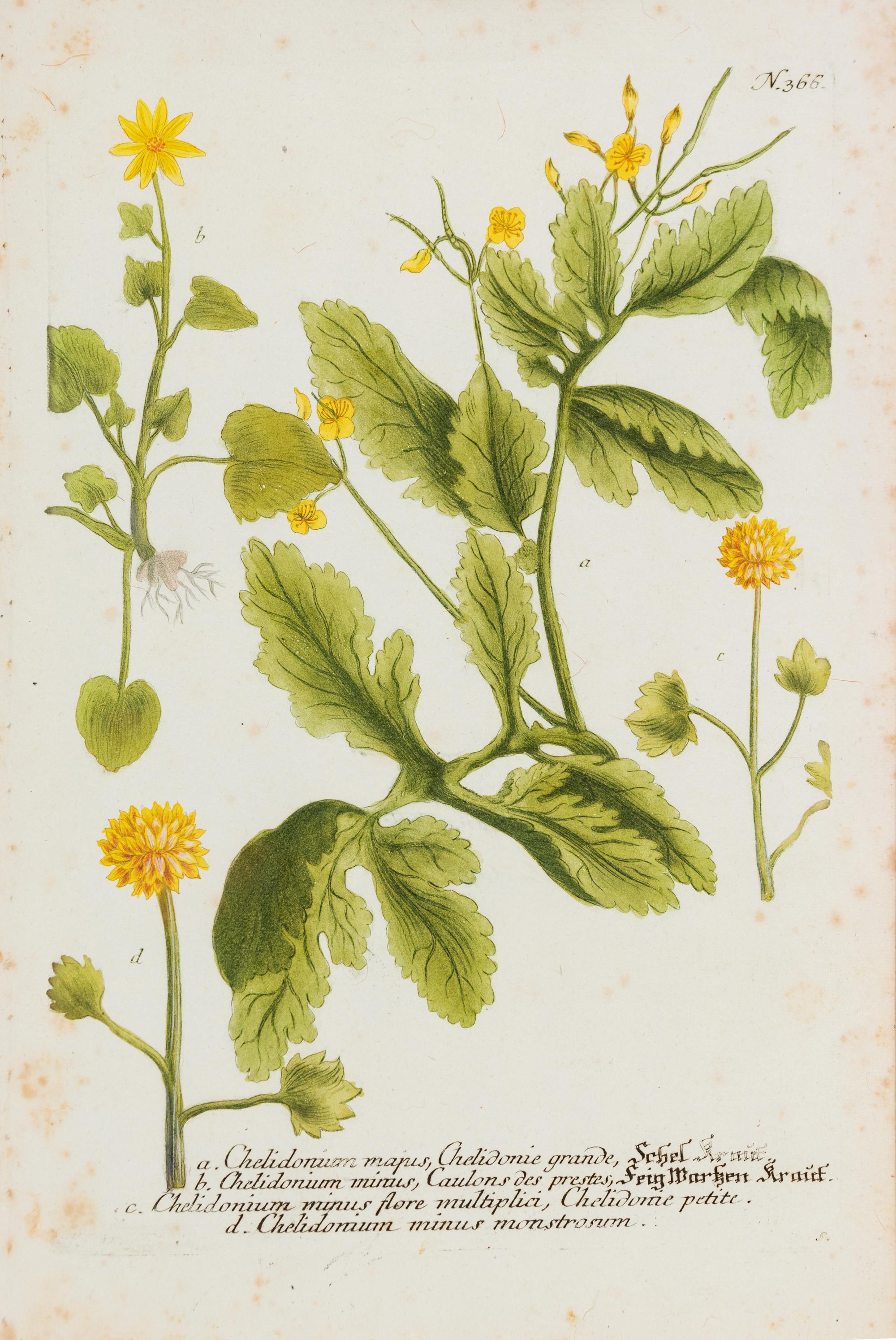 A Group of Six Hand-Colored Botanical Engravings from Johann Weinmann's Phytanthoza Iconographia — CIRCA 1740