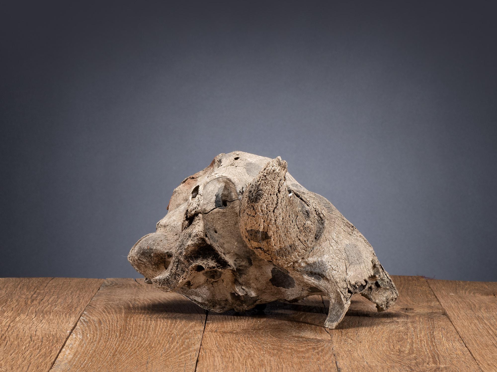 Plains Painted Bison Skull