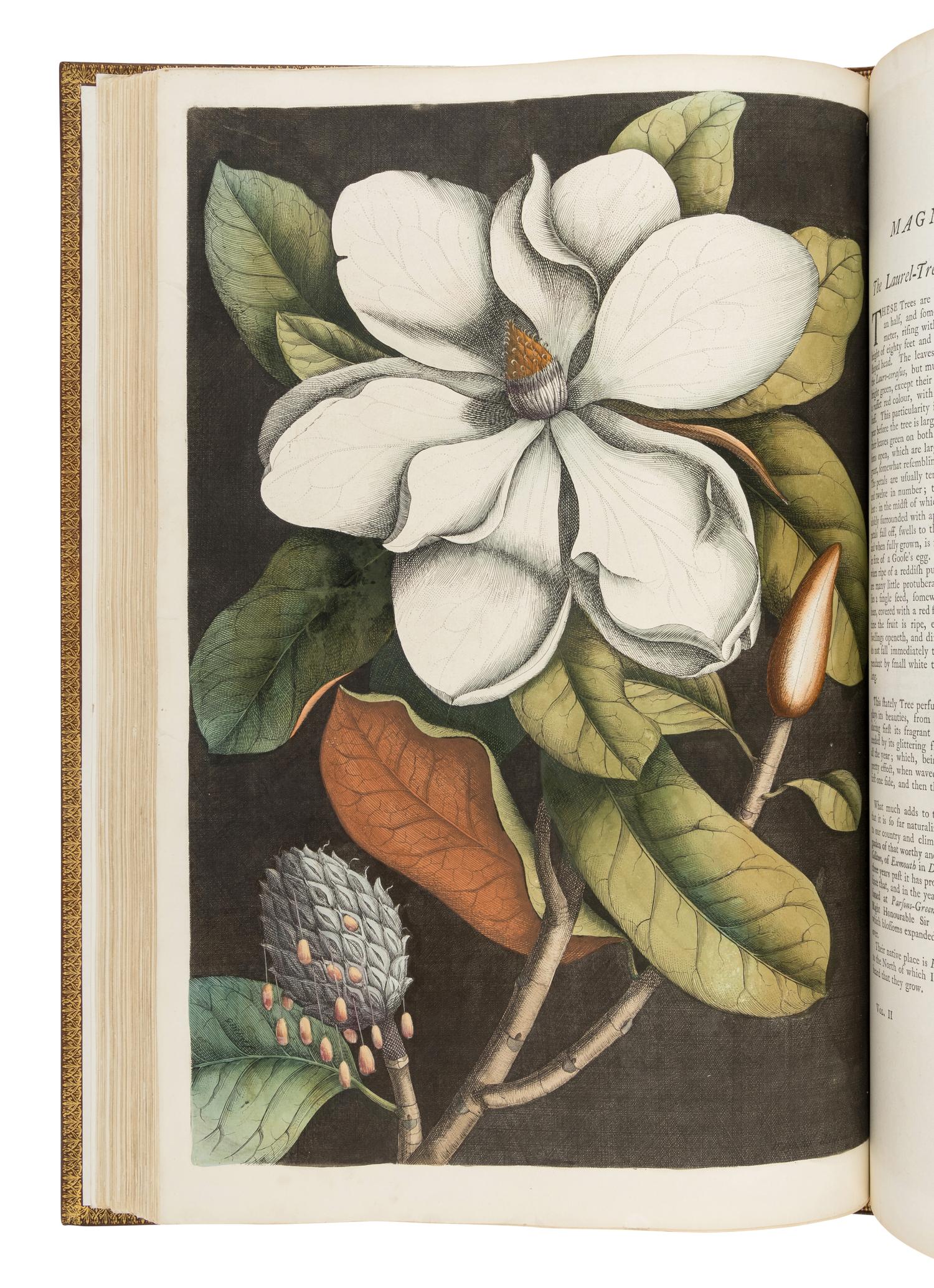 CATESBY, Mark (ca 1679-1749). The Natural History of Carolina, Florida, and the Bahama Islands: containing the figures of Birds, Beasts, Fishes, Serpents, Insects, and Plants: Particularly, those not hitherto described, or incorrectly figured by former Authors, with their Descriptions in English and French. To which is prefixed, a new and correct Map of the Countries; with Observations to their Natural State, Inhabitants, and Productions... Revised by Mr. [George] Edwards. London: Printed for Benjamin White, 1771 [map and plates watermarked 1815-16].