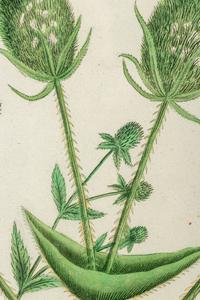 A Set of Six Hand-Colored Botanical Engravings