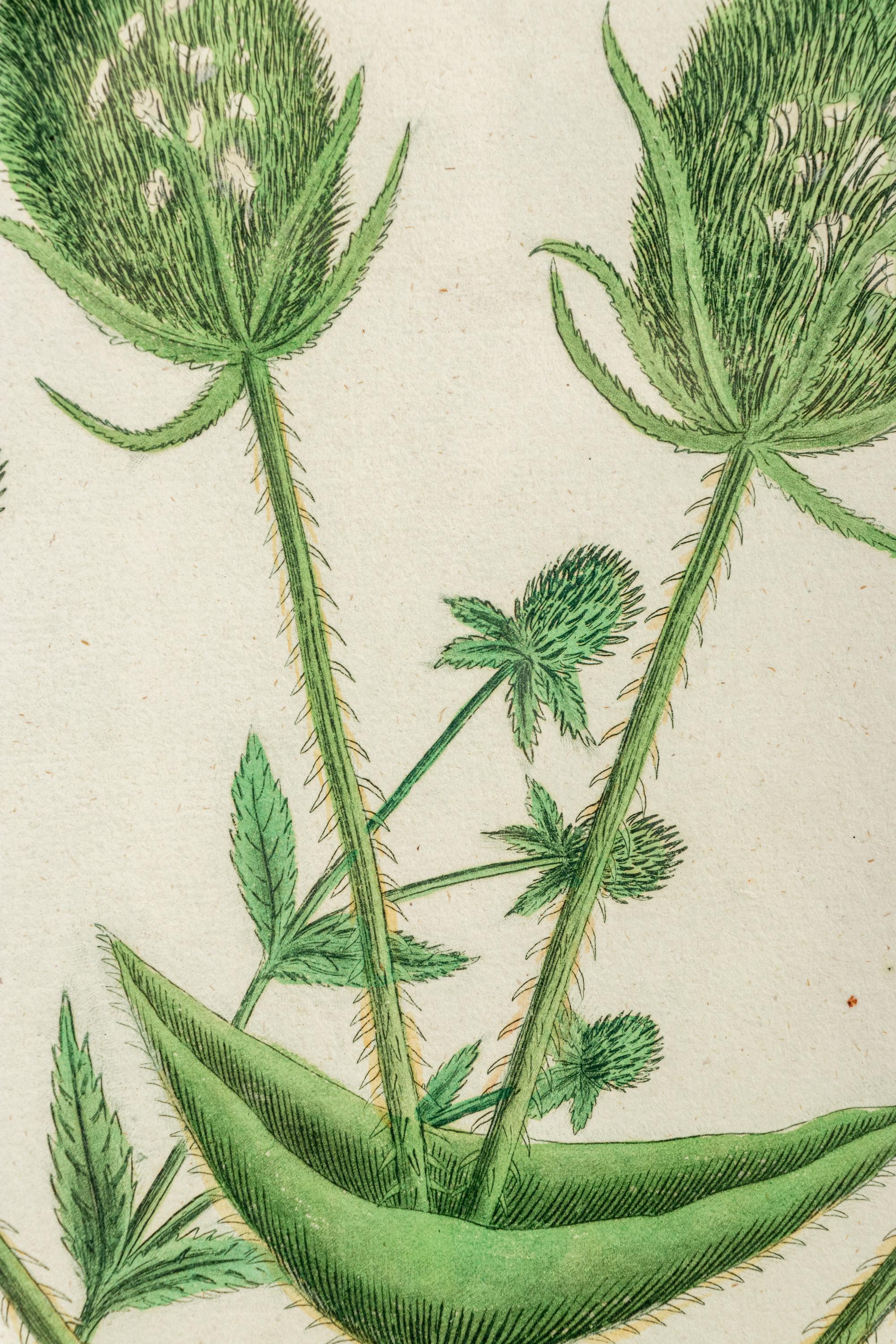 A Set of Six Hand-Colored Botanical Engravings