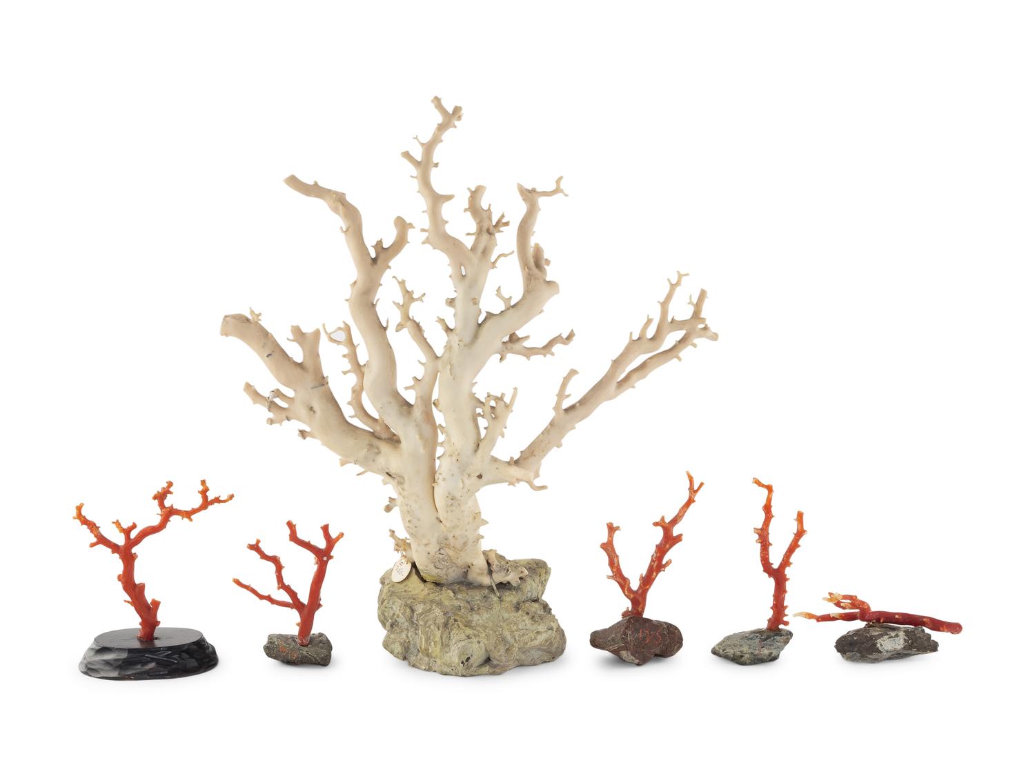 Six Chinese Coral Branches