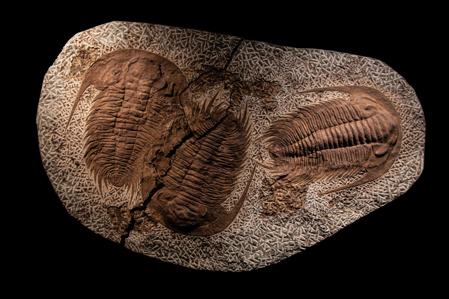 A Fossil Plate with 3 Trilobite (Paradoxides)