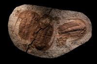 A Fossil Plate with 3 Trilobite (Paradoxides)