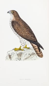 MORRIS, (FRANCIS ORPEN) A History of British Birds. London, 1870.