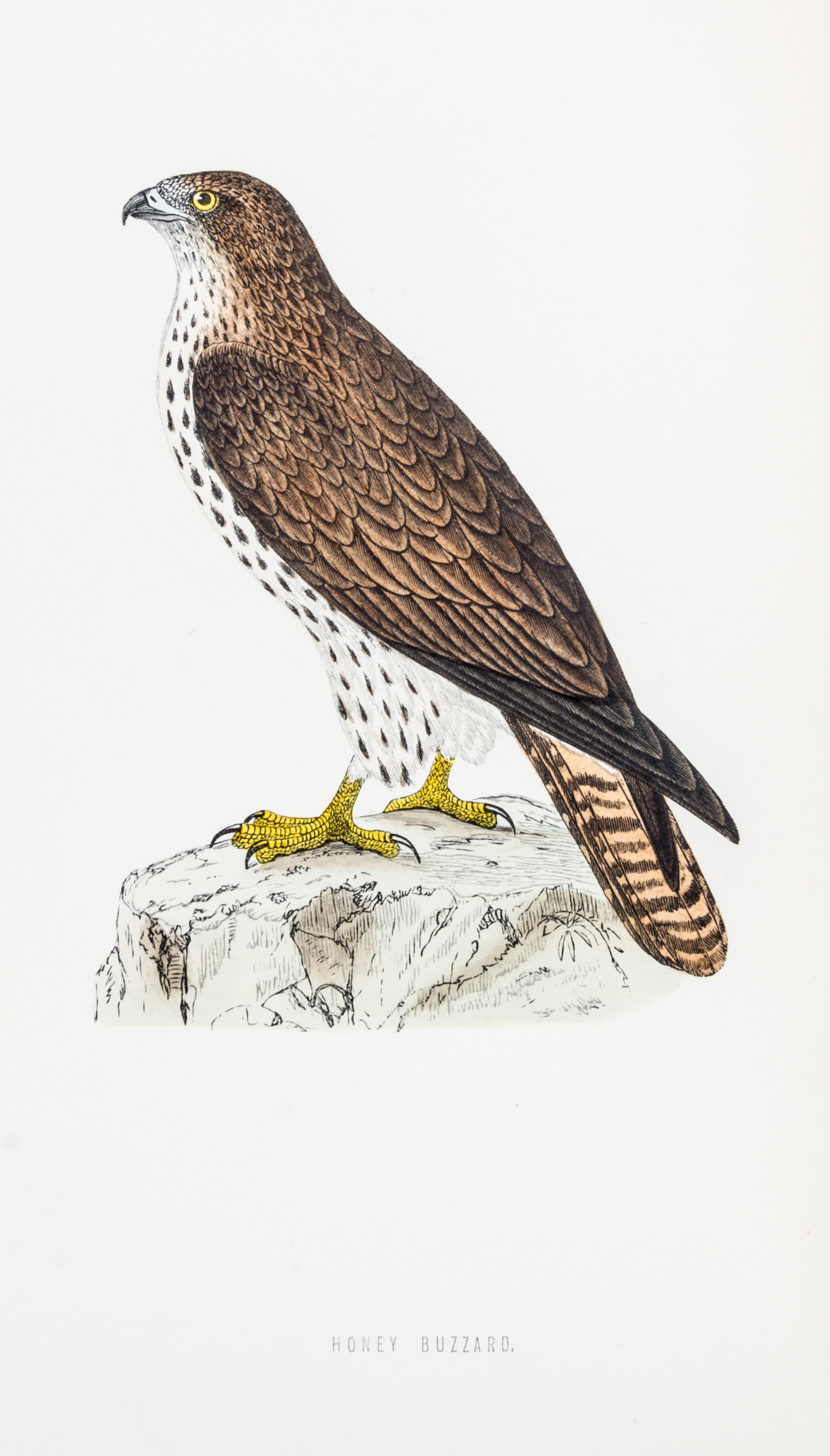 MORRIS, (FRANCIS ORPEN) A History of British Birds. London, 1870.