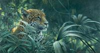 Symbol of the Rainforest- Spotted Jaguar