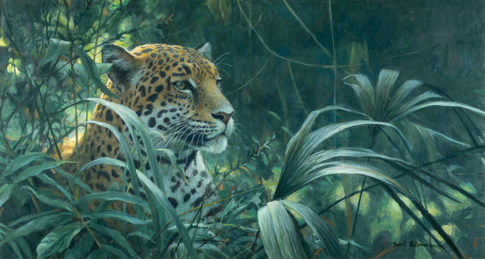 Symbol of the Rainforest- Spotted Jaguar
