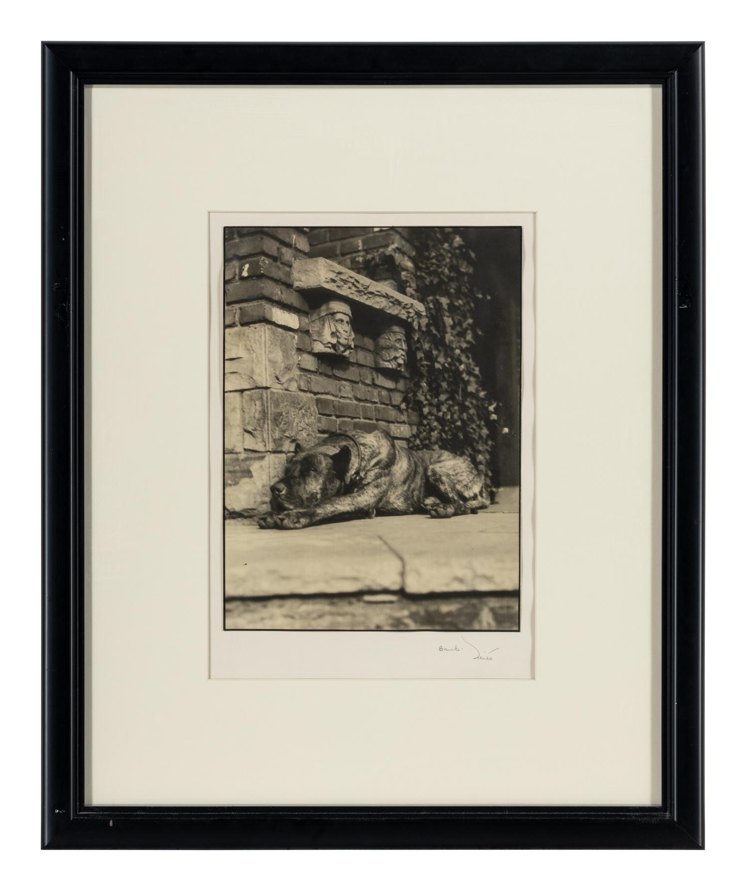 Margaret Bourke-White (1904-1971) Sleeping Dog, Italy, c. 1930