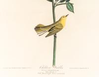 AUDUBON, John James (1785-1851)