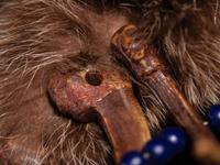 Northern Plains Bear Claw Necklace