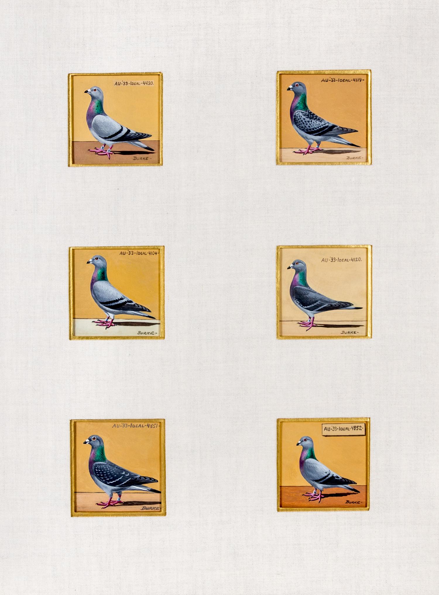 BURKE, DR. EDGAR. An archive of 12 gouache paintings of Dr. Burke's racing pigeons
