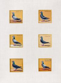 BURKE, DR. EDGAR. An archive of 12 gouache paintings of Dr. Burke's racing pigeons