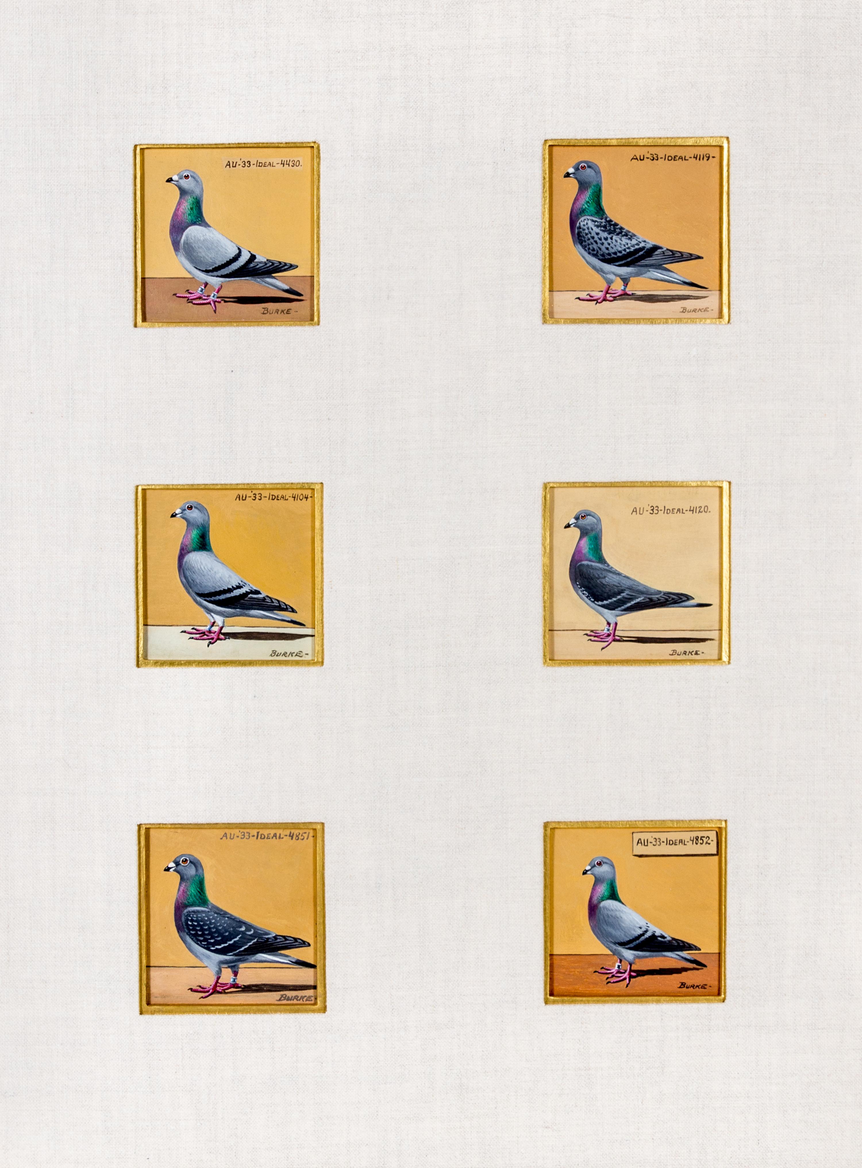 BURKE, DR. EDGAR. An archive of 12 gouache paintings of Dr. Burke's racing pigeons