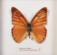 Thirty-One Framed Lepidopterological Specimens