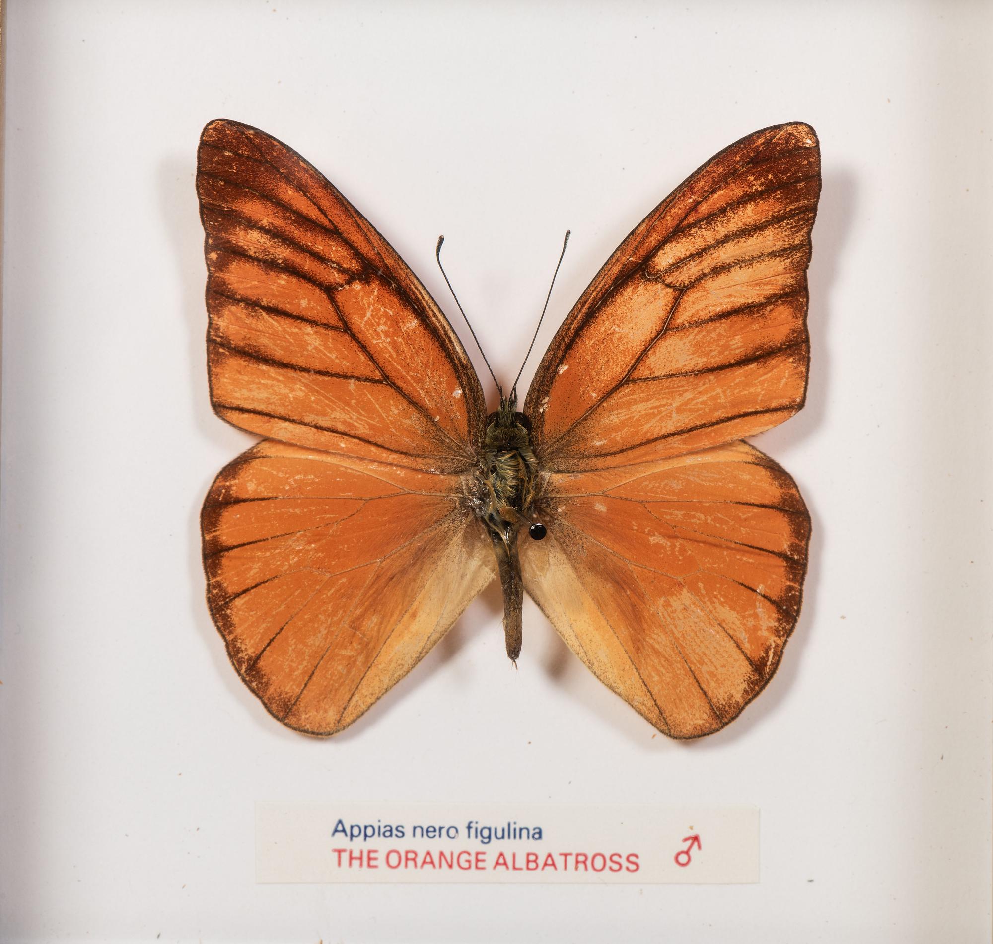 Thirty-One Framed Lepidopterological Specimens