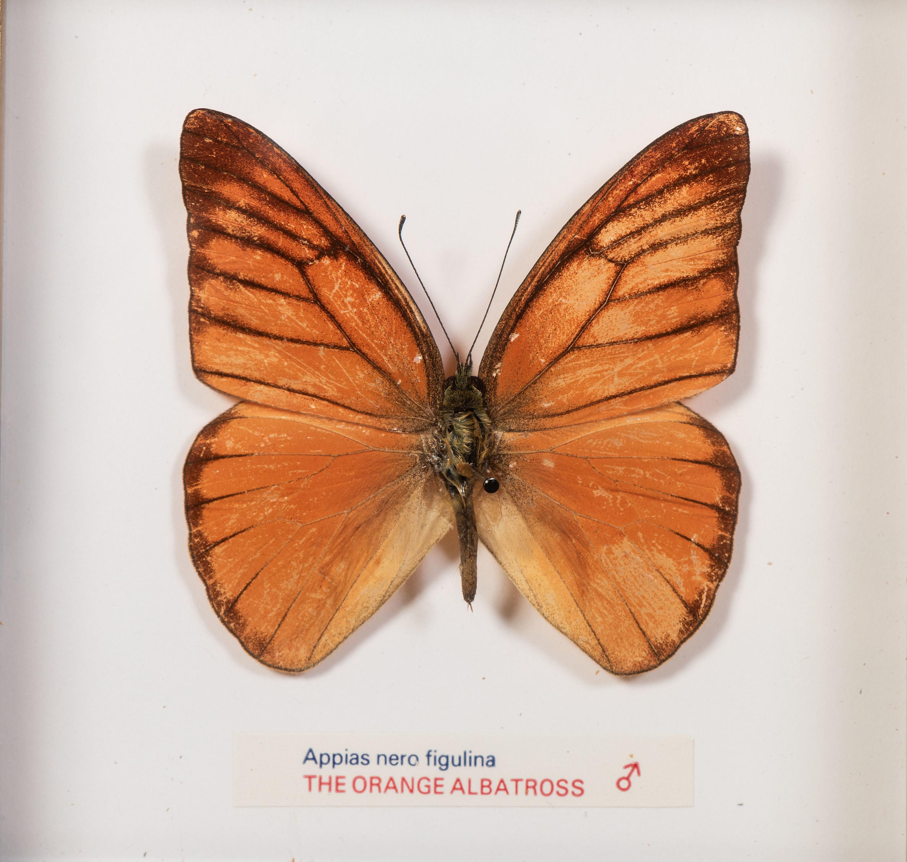 Thirty-One Framed Lepidopterological Specimens
